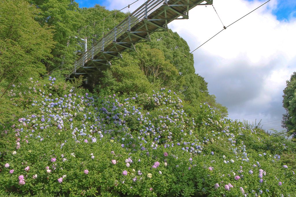 吊橋の下のアジサイ/大阪府民の森 むろいけ園地 森の宝島(大阪府/四条畷市)
