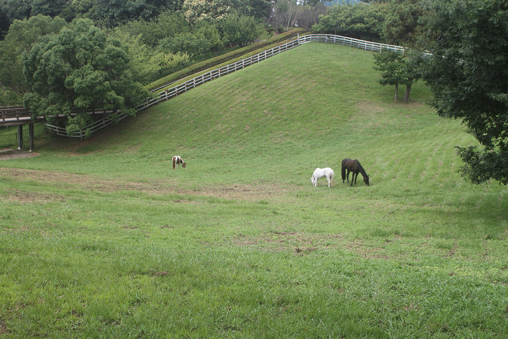 放牧場/石ケ谷公園（兵庫県/明石市）