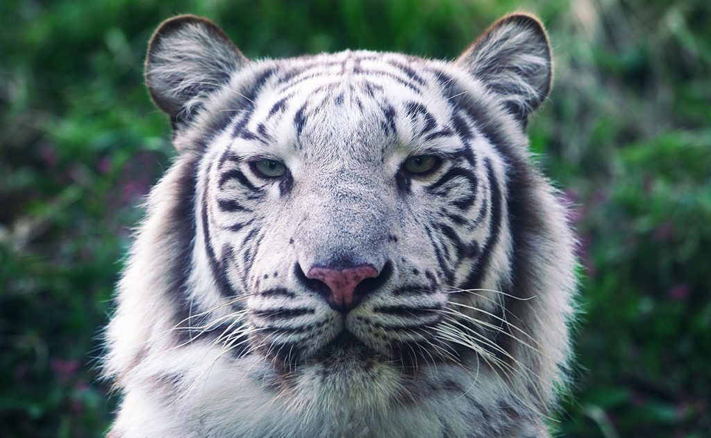 ホワイトタイガーとは？見られるおすすめ動物園は？生態や白い理由も