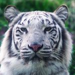 ホワイトタイガーとは？見られるおすすめ動物園は？生態や白い理由も解説