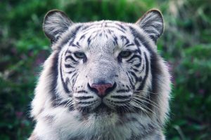 ホワイトタイガーとは?見られるおすすめ動物園は?生態や白い理由も解説