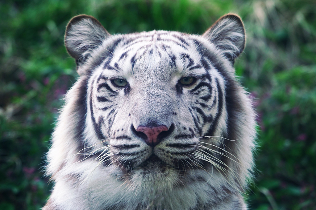 ホワイトタイガー/伊豆アニマルキングダム（静岡県／東伊豆町）