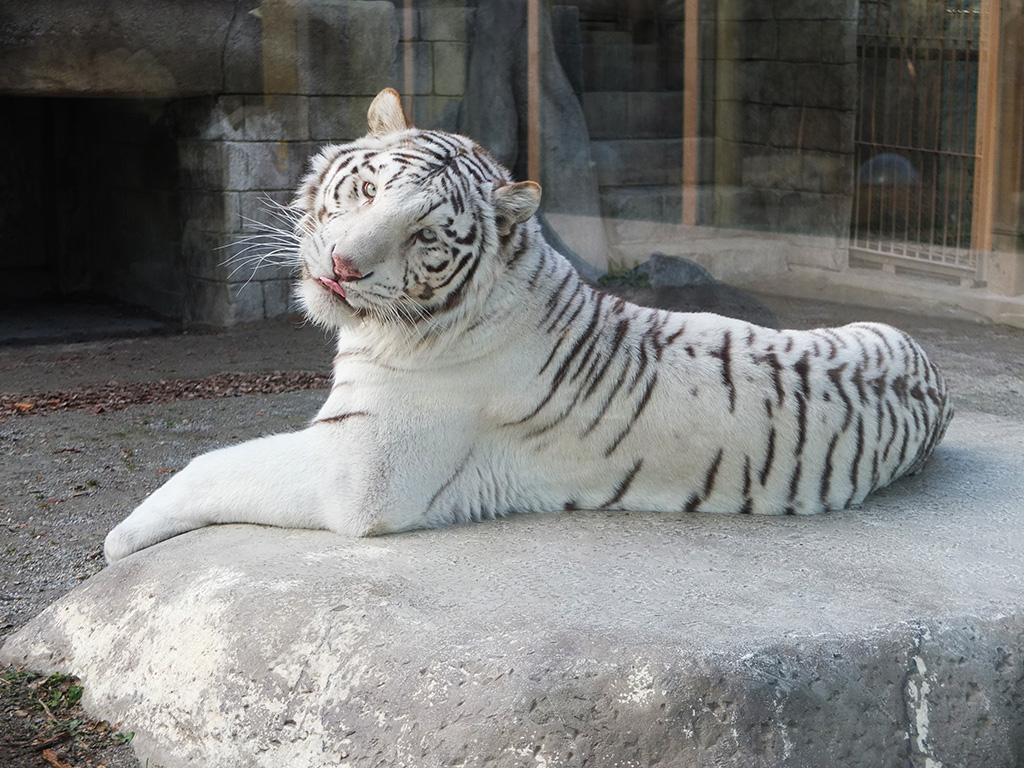 ホワイトタイガー/東武動物公園（埼玉県／宮代町）