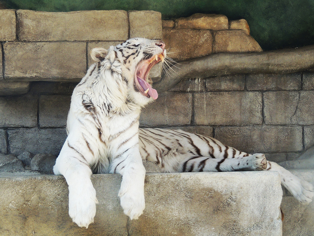 ホワイトタイガー/東武動物公園（埼玉県／宮代町）