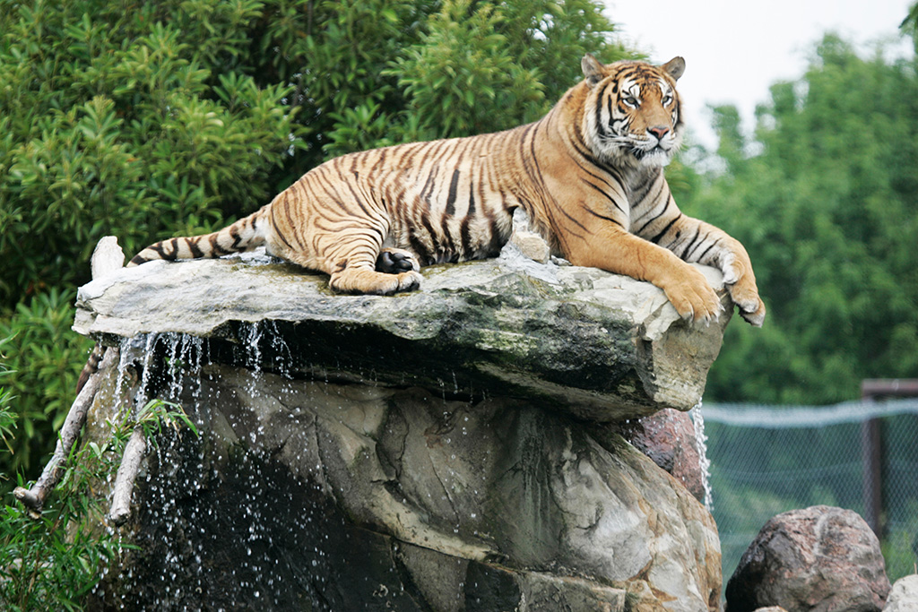 群馬サファリパークのベンガルトラ（群馬県／富岡市）