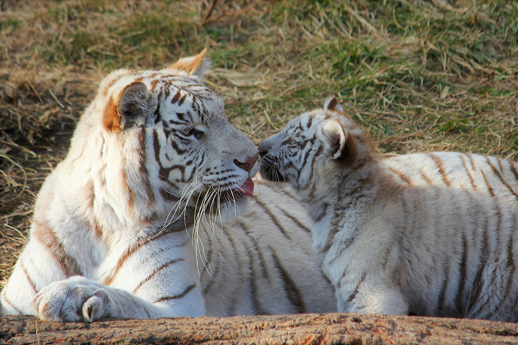 伊豆アニマルキングダムのホワイトタイガー親子伊豆アニマルキングダム（静岡県／東伊豆町）