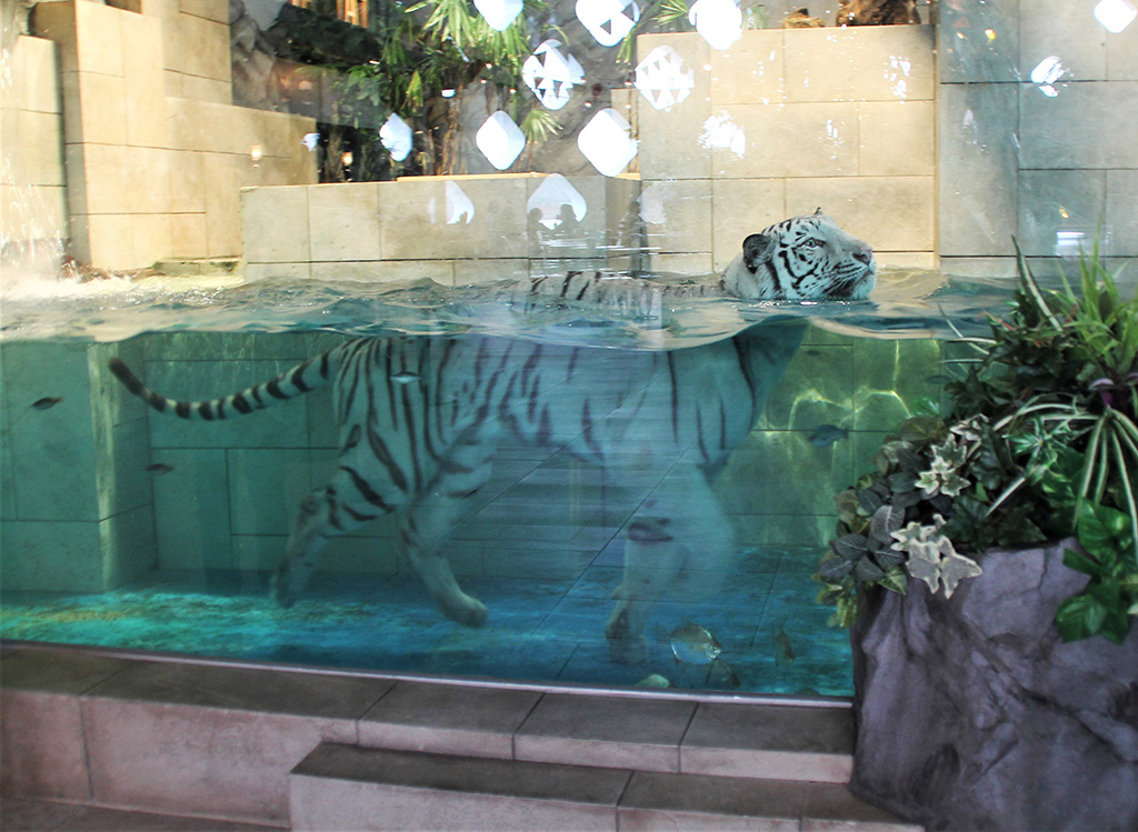 ホワイトタイガーの“アクア”/NIFREL（大阪府／吹田市）