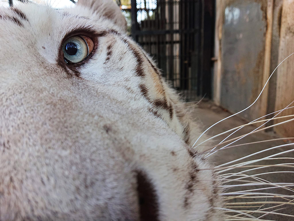 ホワイトタイガーの目のアップ