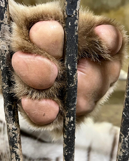 ホワイトタイガーのピンクの肉球