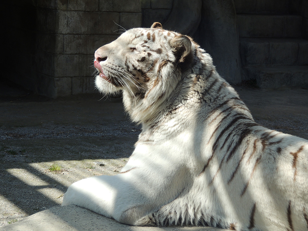 ホワイトタイガー/東武動物公園（埼玉県／宮代町）