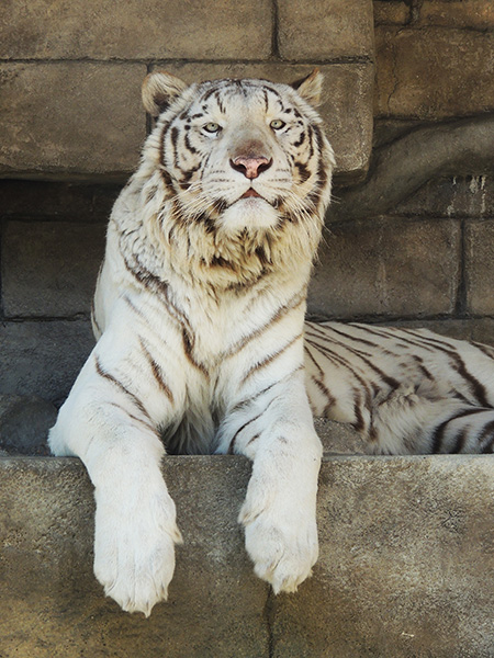 ホワイトタイガー/東武動物公園（埼玉県／宮代町）