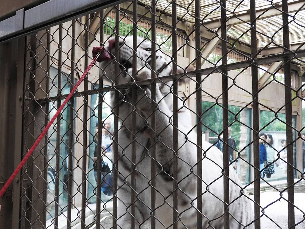 「ホワイトタイガーおやつタイム」/東武動物公園（埼玉県／宮代町）
