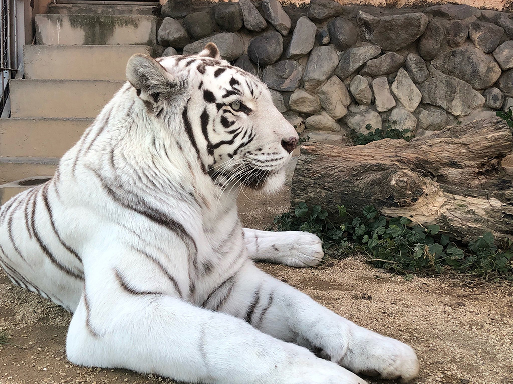ホワイトタイガー最年長の“カーラ”/群馬サファリパーク（群馬県／富岡市）