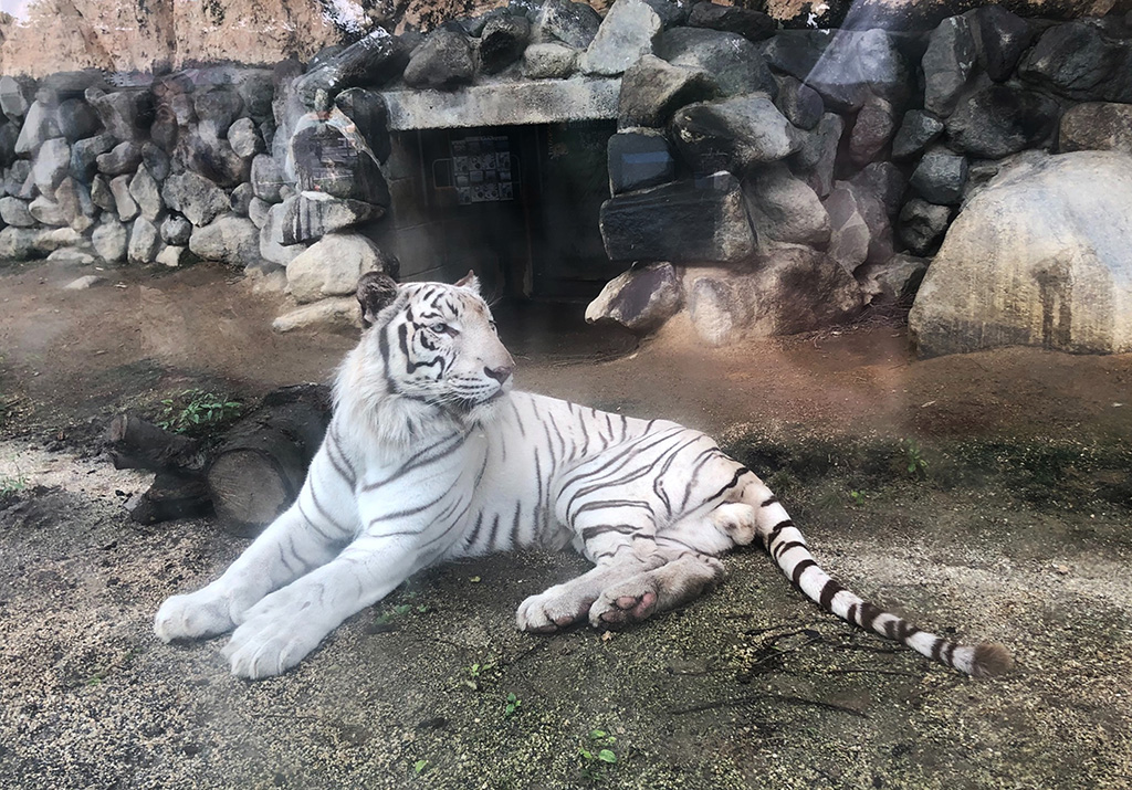 ホワイトタイガーの“スカイ”/東武動物公園（埼玉県／宮代町）