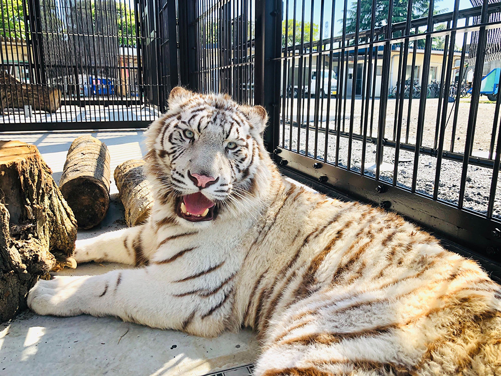 ホワイトタイガーのオス“シュガー”伊豆アニマルキングダム（静岡県／東伊豆町）