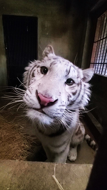 ホワイトタイガーのオス“グーナ”/宇都宮動物園（栃木県／宇都宮市）