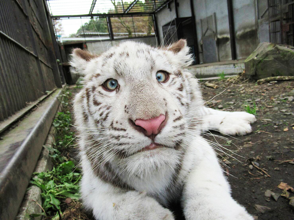 ホワイトタイガーのオス“グーナ”/宇都宮動物園（栃木県／宇都宮市）