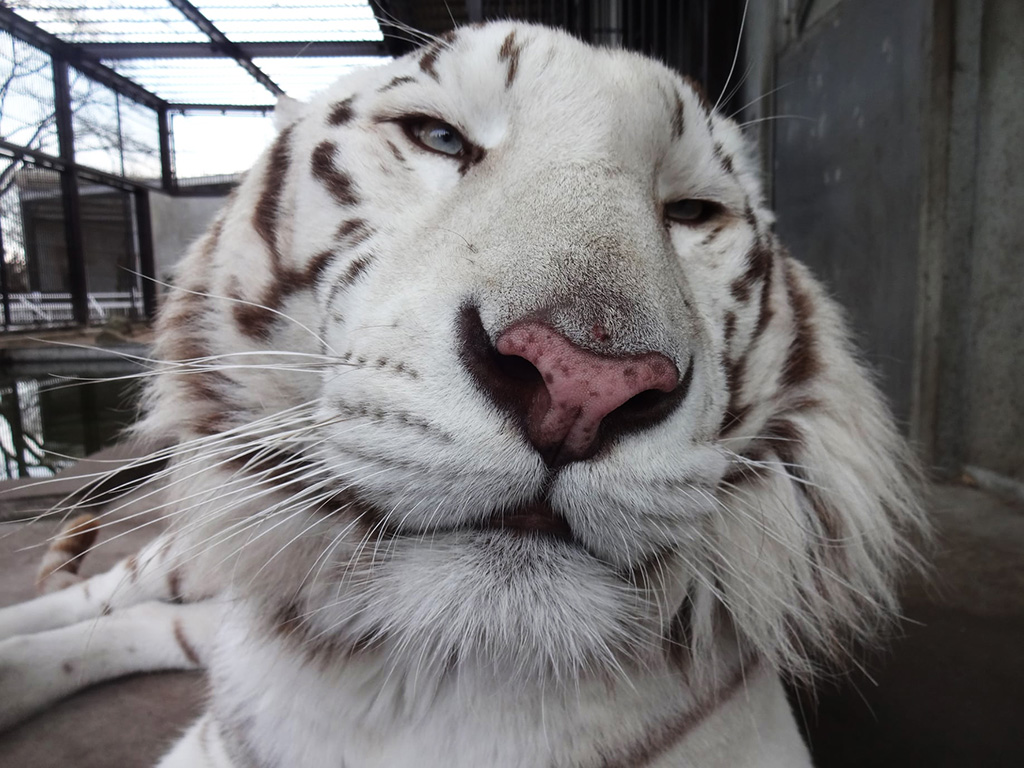 ホワイトタイガーの“アース”/宇都宮動物園（栃木県／宇都宮市）