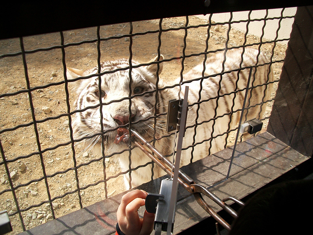 エサやりのシーン/群馬サファリパーク（群馬県／富岡市）