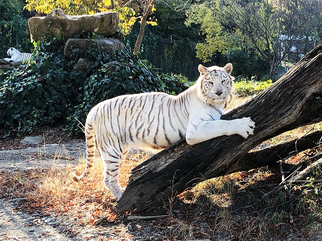 ホワイトタイガーのメスの“メープル”/群馬サファリパーク（群馬県／富岡市）