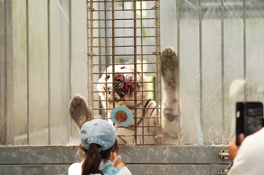 ホワイトタイガー/伊豆アニマルキングダム（静岡県／東伊豆町）