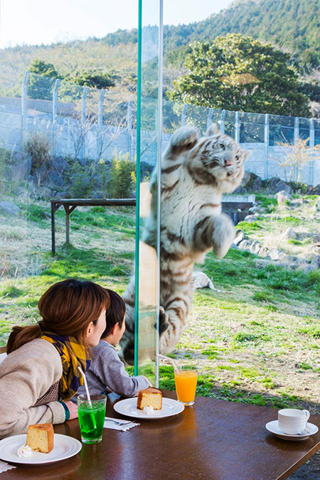 大きな窓の外にはホワイトタイガーが/伊豆アニマルキングダム（静岡県／東伊豆町）