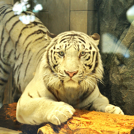 ホワイトタイガーの“アクア”/NIFREL（大阪府／吹田市）