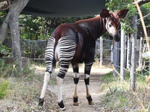 【最新版】オカピがいる日本の動物園は2つ！生態やキリンと似た特徴（角・舌・蹄など）も解説