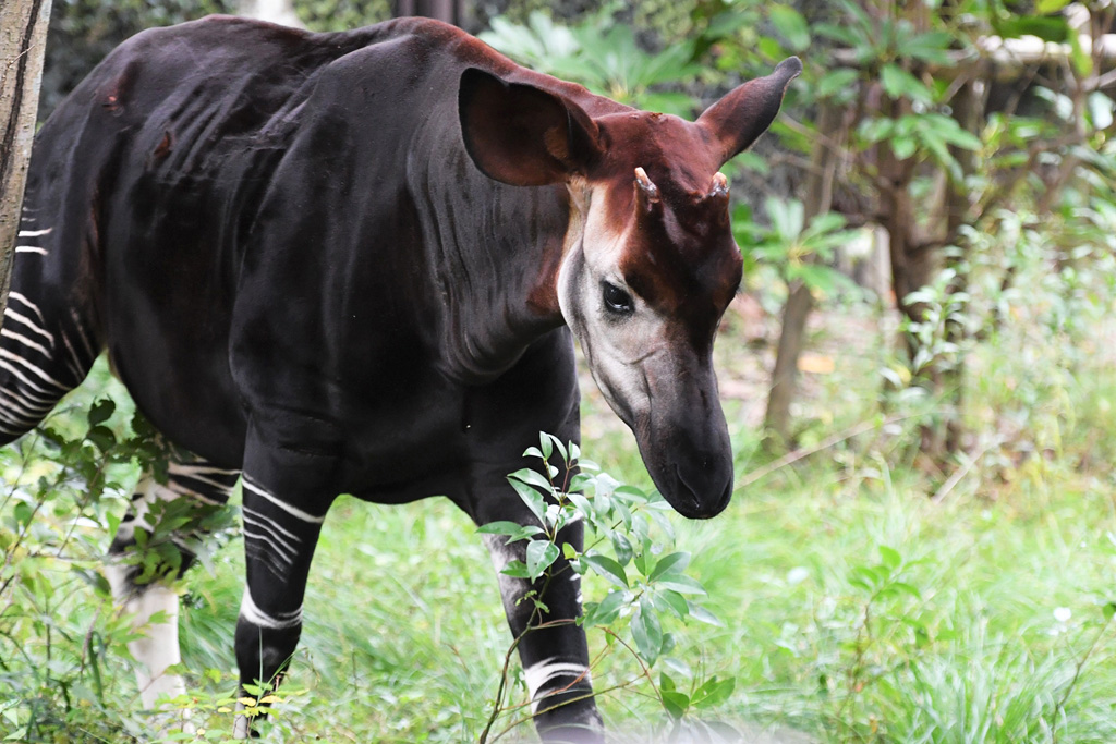 ズーラシアのオカピ