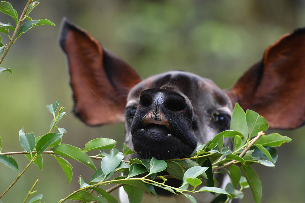 ズーラシアで繁殖に成功して生まれたメスの“ララ”