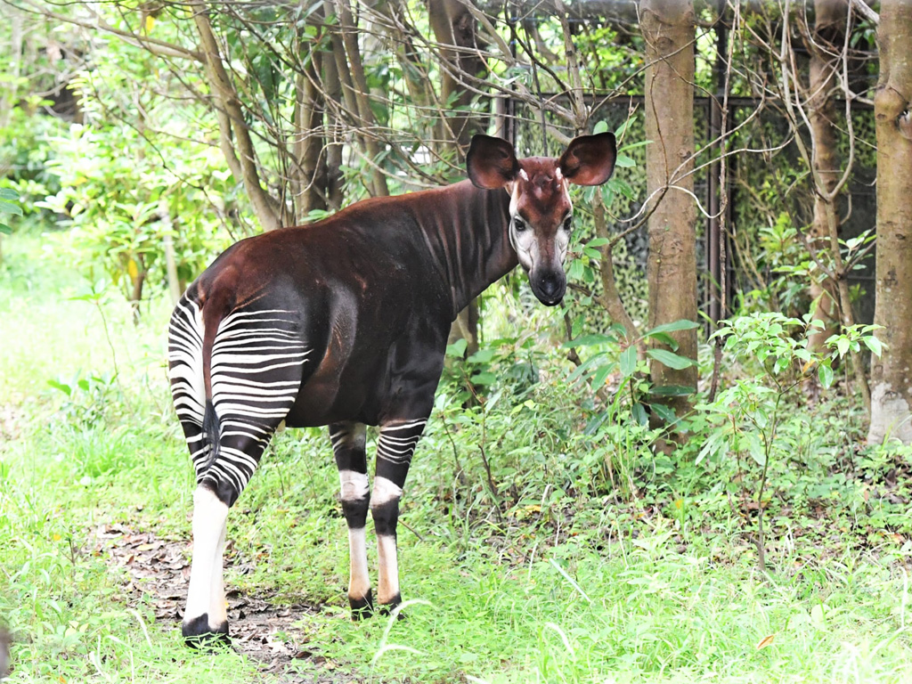 見た目はシマウマっぽいオカピ