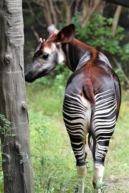 本当に美しい白と黒・茶色の模様。“見返りオカピ”ショット