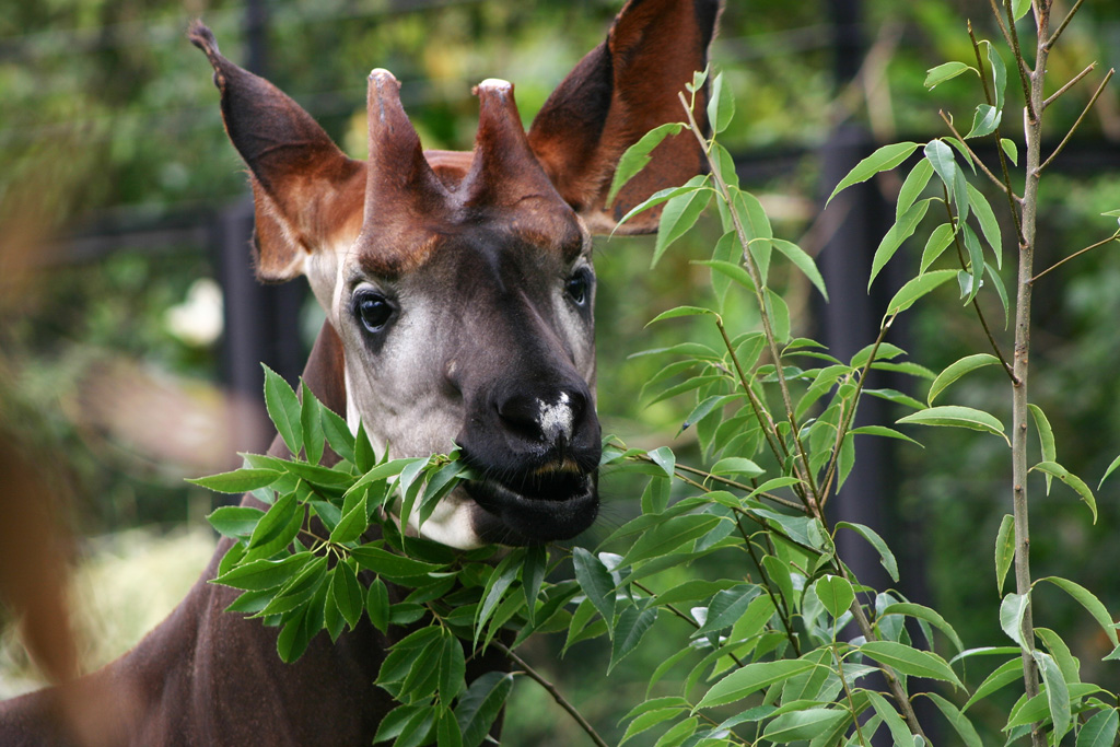 よこはま動物園ズーラシアのオス“ホダーリ”には立派な角があります