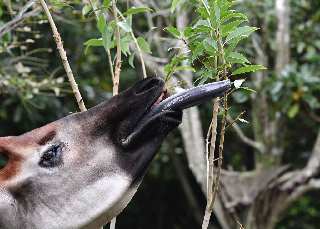 オカピは木の葉を上手に食べます