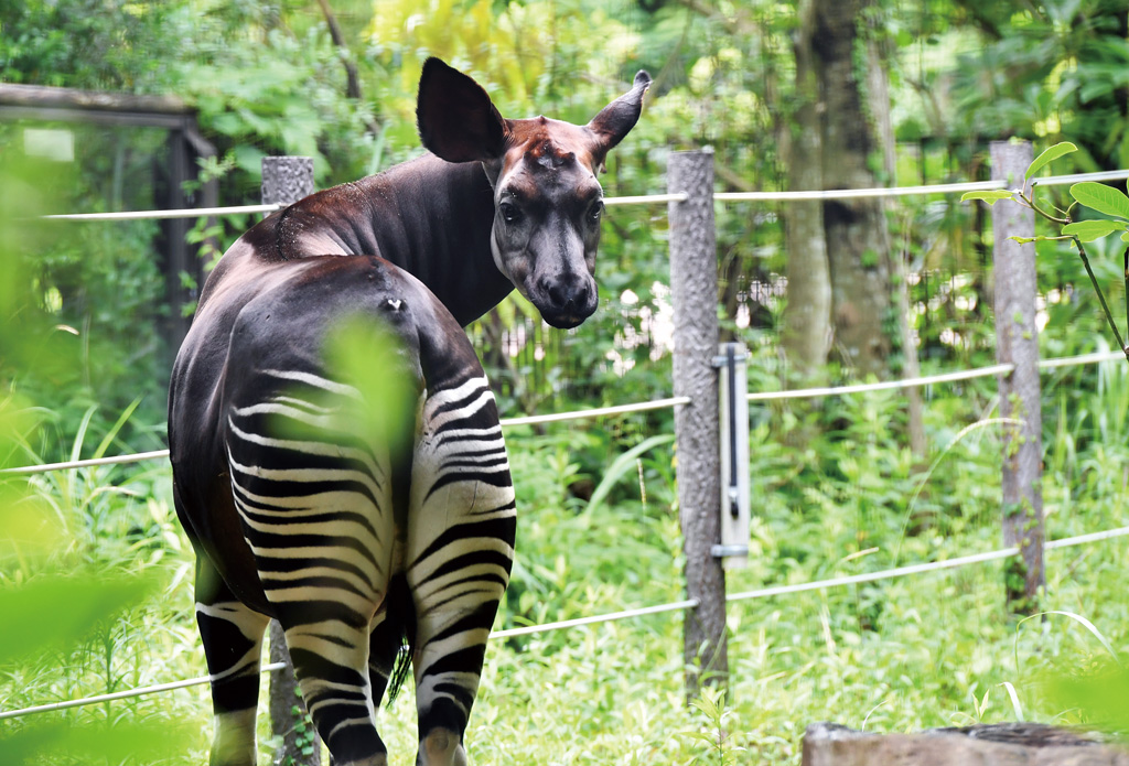 よこはま動物園ズーラシアのメス“ララ”