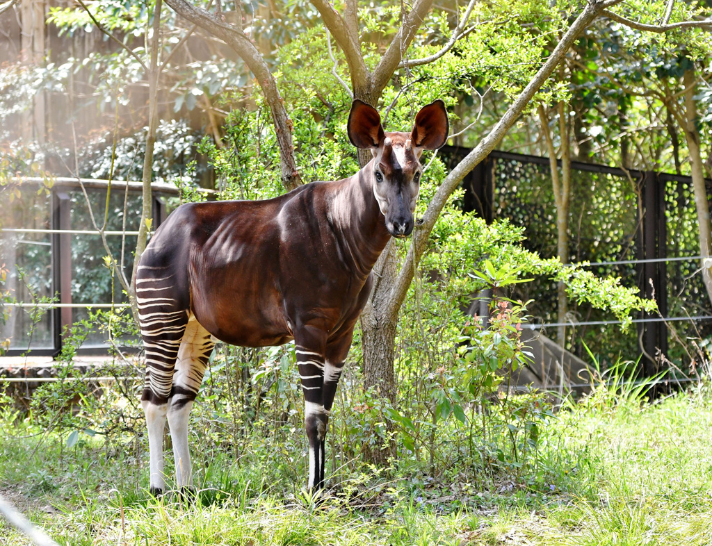 よこはま動物園ズーラシアのホダーリ