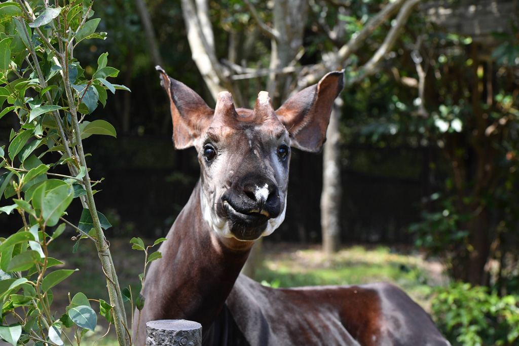 鼻先に白い模様があるのが“ホダーリ”の特徴