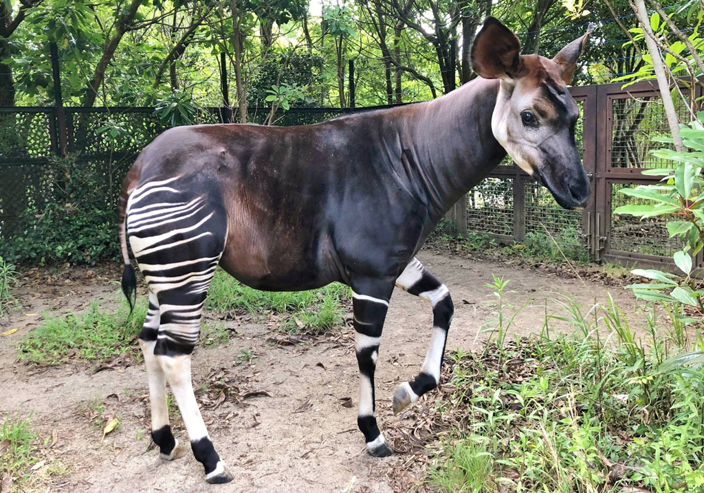 よこはま動物園ズーラシアのララ