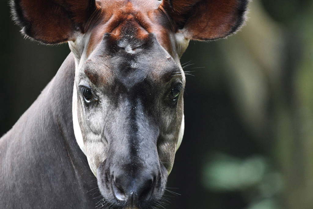 母親が眠りながら出産したため、スワヒリ語で“眠る”という意味の“ララ”という名前に