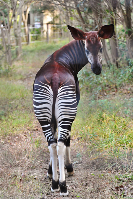 よこはま動物園ズーラシアのバカーリ。スワヒリ語で“有望”の意味です