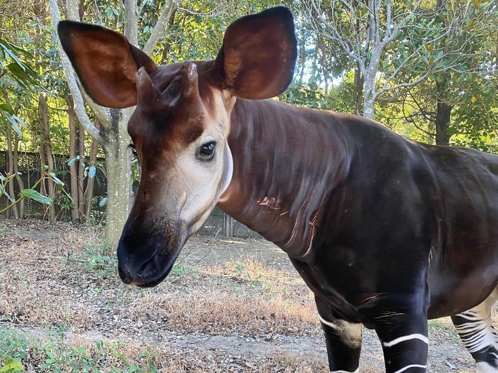 小柄ですが好奇心旺盛な“バカーリ”
