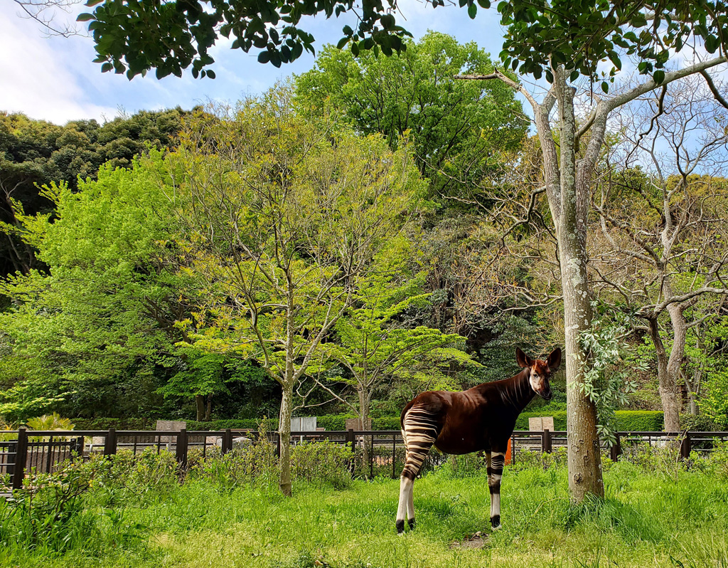 オカピは熱帯林に生息しています