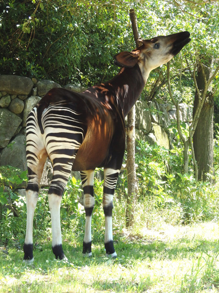 現在は横浜市立金沢動物園にいる“キィァンガ”
