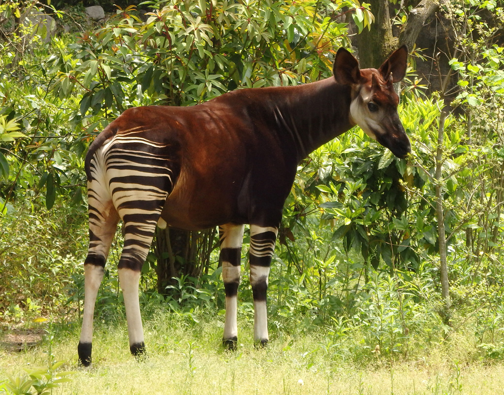 横浜市立金沢動物園のキィァンガ