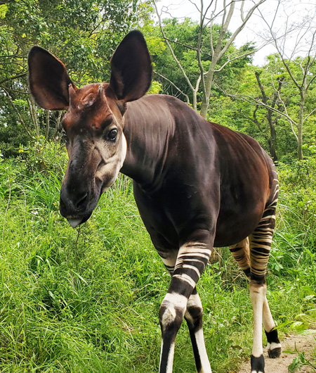 飼育員さんに耳かきしてもらったり、顔や首をかいてもらうのが大好き