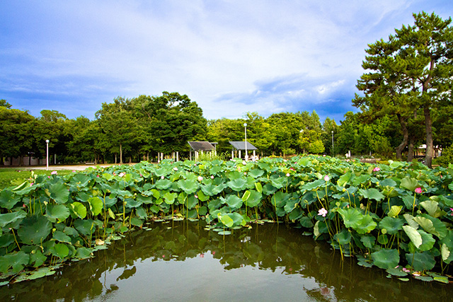 水辺広場/久宝寺緑地(大阪府/八尾市)