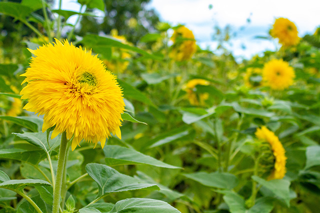 花の広場/久宝寺緑地(大阪府/八尾市)