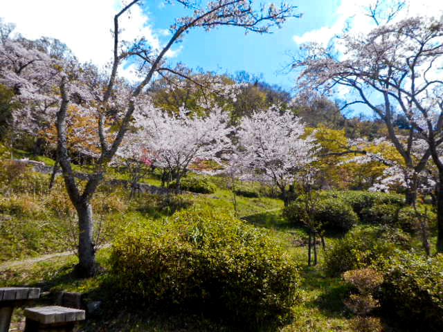 桜広場/自然豊かな枚岡公園(大阪府/東大阪市)