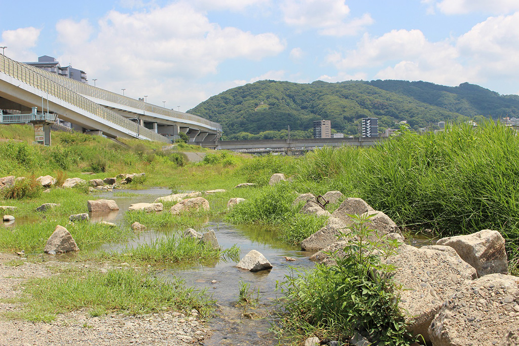 自然観察（人工の水たまり）/ドラゴンランド（兵庫県/川西市）