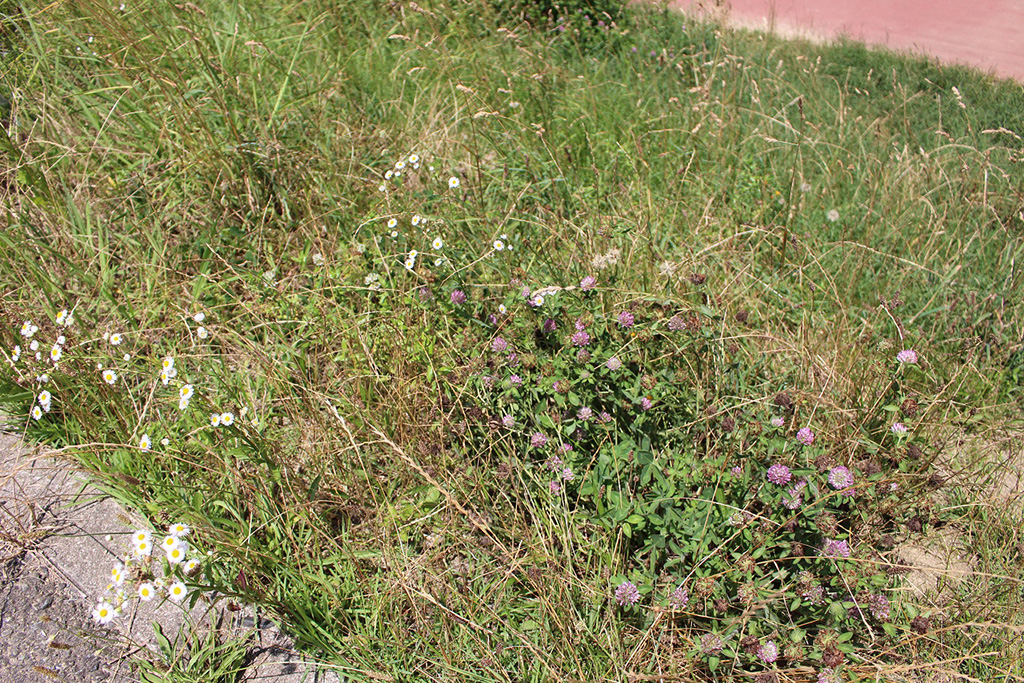 /ドラゴンランド（兵庫県/川西市）